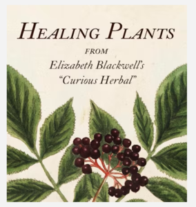 Healing Plants from Elizabeth Blackwell's "Curious Herbal"